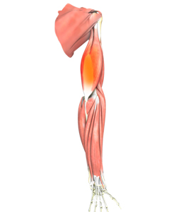 Triceps Tendonitis